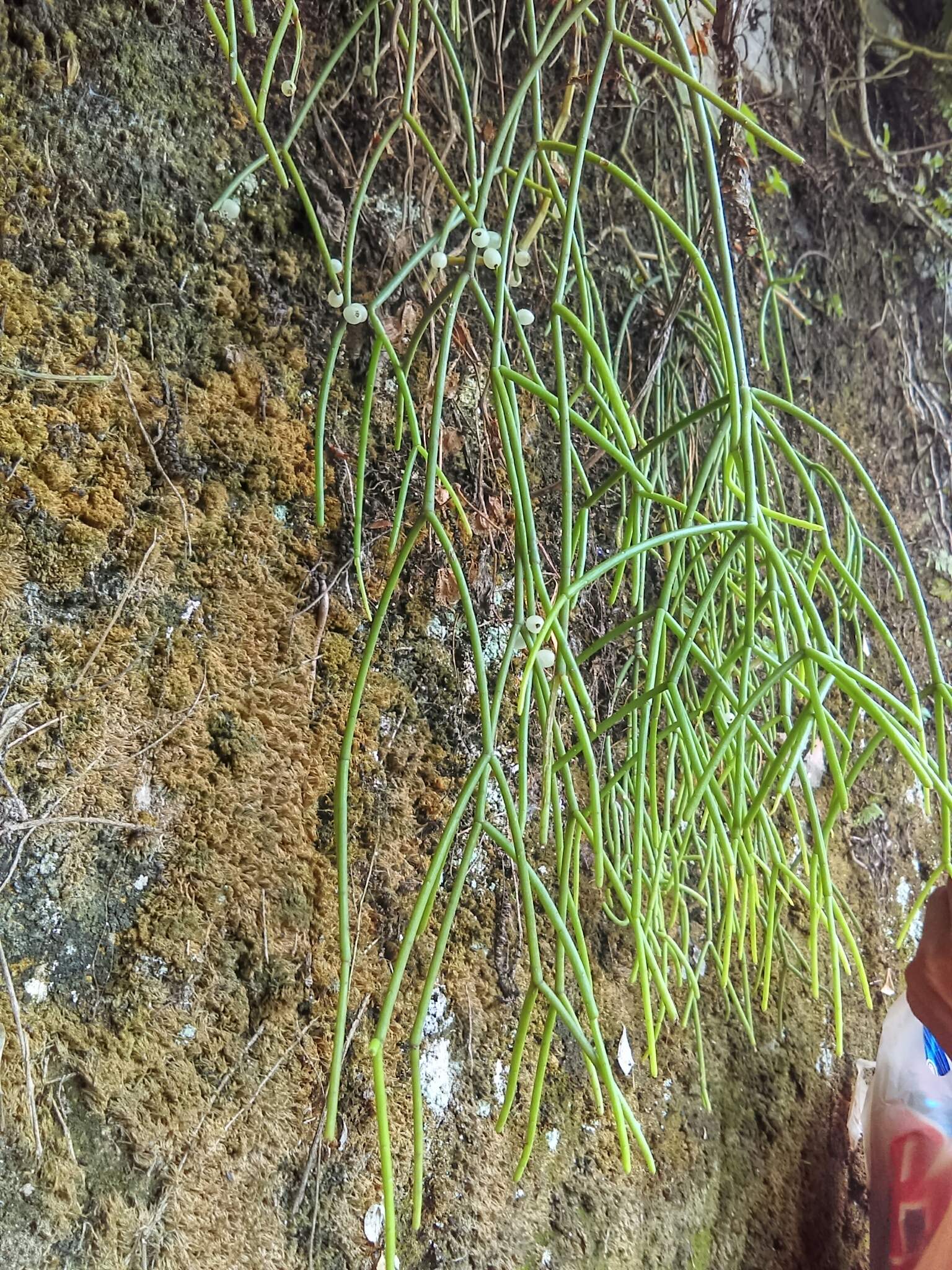 Rhipsalis baccifera
